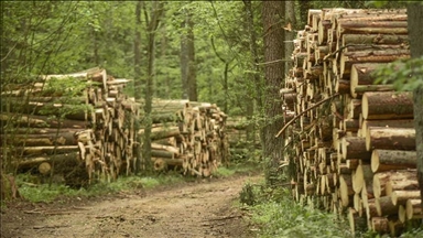 US hits Canada with higher lumber tariff than imposed on Russia