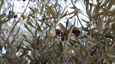 Tarihi caminin avlusundaki 1358 yaşındaki zeytin ağacında hasat zamanı