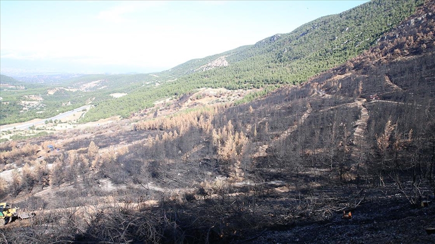 Denizli ve Uşak'ta 20 yılda 306 milyon fidan toprakla buluşturuldu