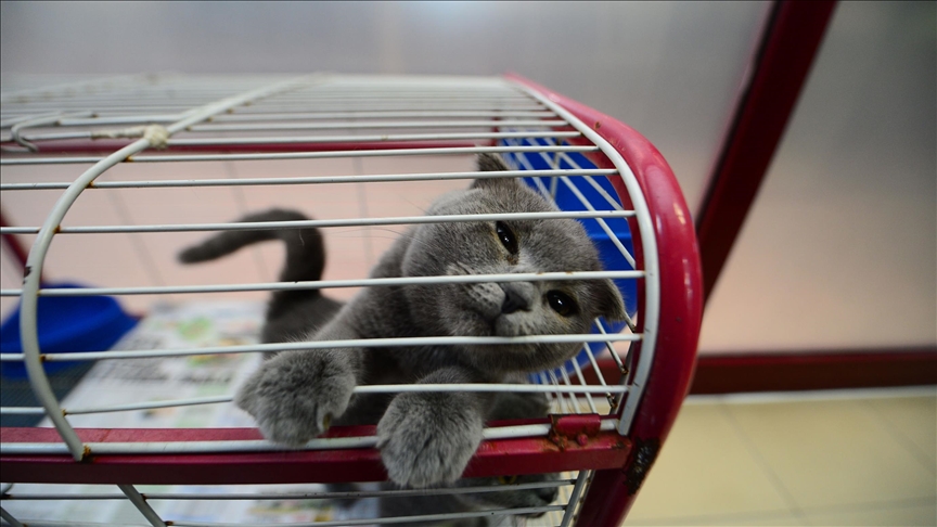 EU Court of Justice accepts pets as baggage for air carriers