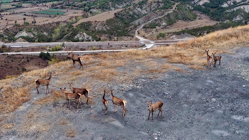 Kastamonu'da sürü halinde gezen kızıl geyikler doğal ortamında görüntülendi