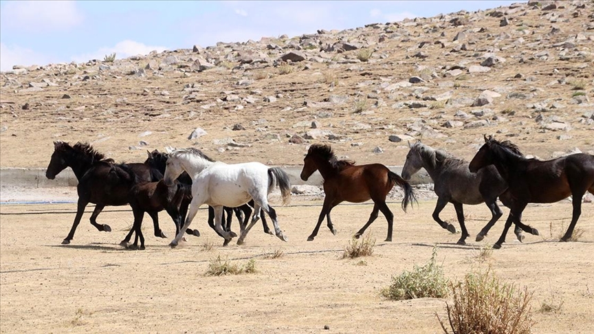 Özgürlüğün simgesi yılkı atları Erciyes'te dörtnala koşuyor