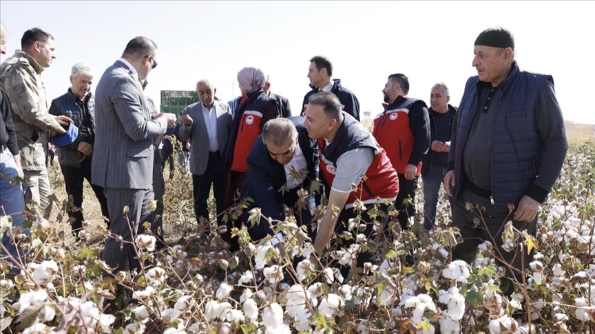 Li Diyarbekirê berhevkirina pembû dest pê kir