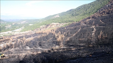 Denizli ve Uşak'ta 20 yılda 306 milyon fidan toprakla buluşturuldu