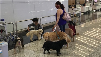 Kućni ljubimci će biti tretirani kao "prtljag" u avio prevozu 