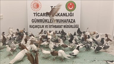 Gürbulak Gümrük Kapısı'nda "cancan" cinsi 85 güvercine el konuldu