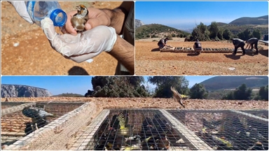 Hatay'da yurt dışına kaçırılmak istenirken ele geçirilen 1431 saka kuşu doğaya salındı