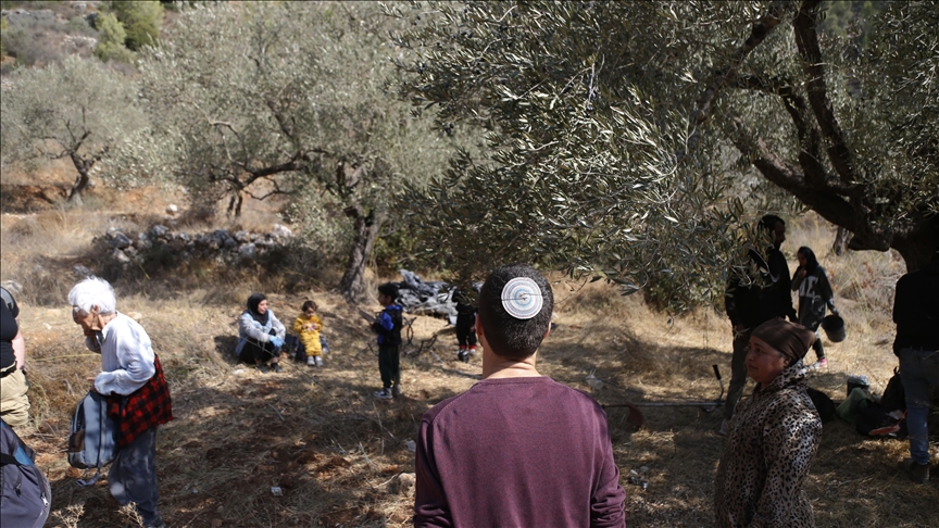 Olive harvest in West Bank turns perilous as Israeli settler attacks rise
