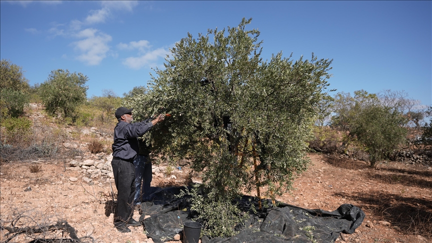 برقا الفلسطينية.. جني الزيتون تحت اعتداءات المستوطنين (تقرير)