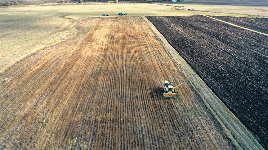 Kars'ta devlet desteğiyle ekilen yağlık ayçiçeği üreticisini sevindirdi