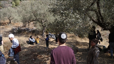 Olive harvest in West Bank turns perilous as Israeli settler attacks rise