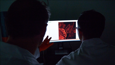 Scientists identify immune 'switch' to help body fight off cancer