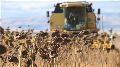Gulberoşkên ku bi piştgiriya dewletê li Qersê hate çandin cotkaran dilxweş kir
