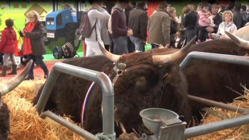 Dermatose nodulaire : La France suspend les exportations de bovins vivants