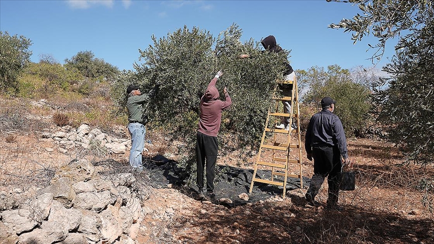 Filistinliler, İsraillilerin saldırıları nedeniyle zeytin hasadını korku ve endişeyle geçiriyor