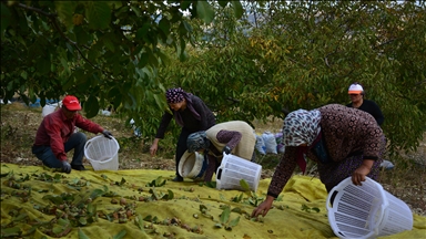 Emekliliğin ardından köyüne dönüp ceviz üretimine başladı