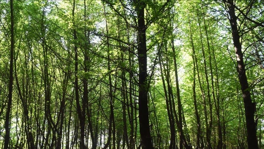 La Semaine de l’Innovation Forestière d’Istanbul commence demain