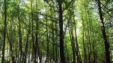 La Semaine de l’Innovation Forestière d’Istanbul commence demain