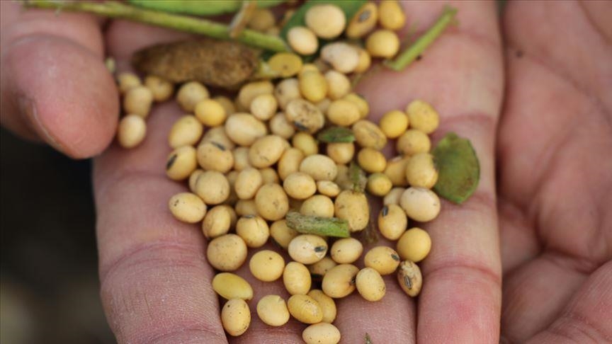 ABD-Çin ticari gerilimine soya fasulyesi de eklendi