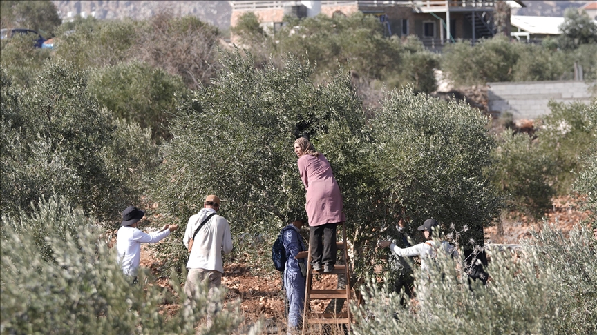متضامن بريطاني: مزارعو فلسطين تحت التهديد والاعتداءات طالتنا (تقرير)