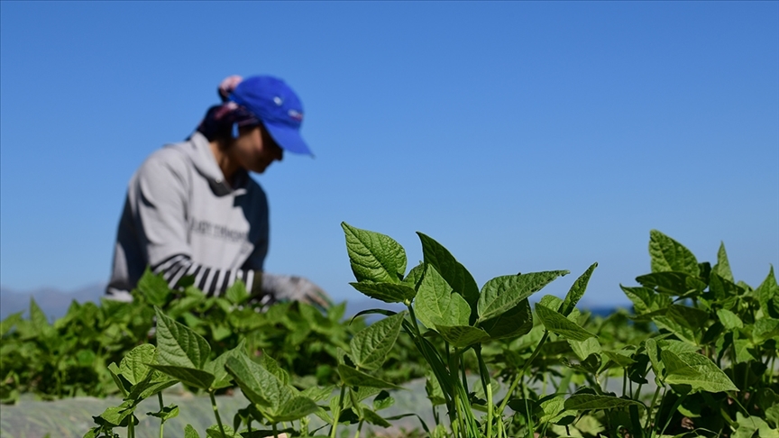 FAO ve Türkiye'den tarım politikalarını güçlendirecek yeni proje