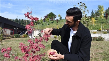 Botanik bahçesindeki bitkileri el yapımı kağıtlar kullandığı tablolarla geleceğe taşıyor