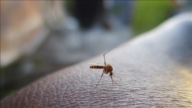 Mosquitoes discovered in Iceland for first time