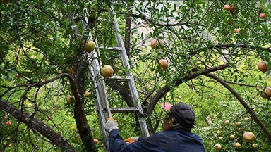 Yaktığı ateşle bahçesini zirai dondan koruyan nar üreticisi geçen yılki verimi yakaladı