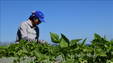 FAO ve Türkiye'den tarım politikalarını güçlendirecek yeni proje