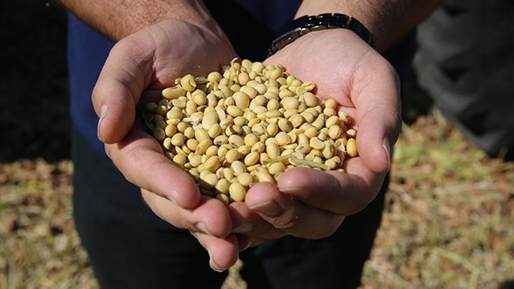 Soybeans have become the new frontier in US-China trade wars
