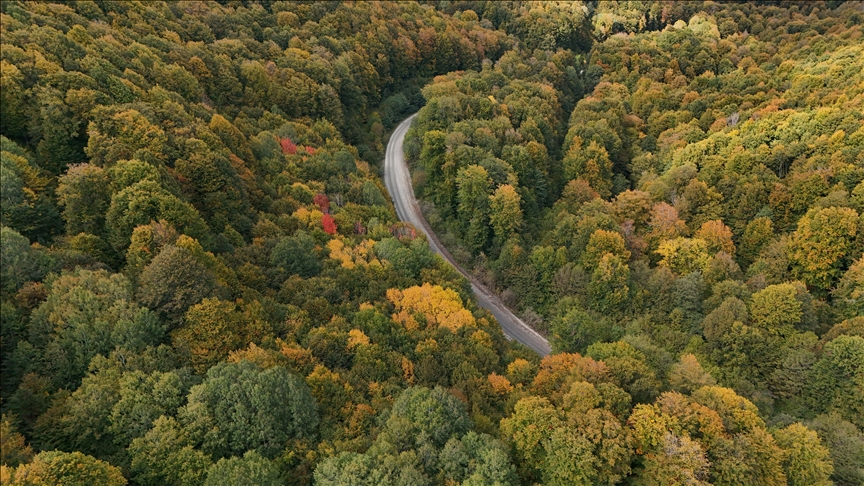 FAO: Dünyada ormansızlaşma yavaşladı ancak ormanlar hala baskı altında