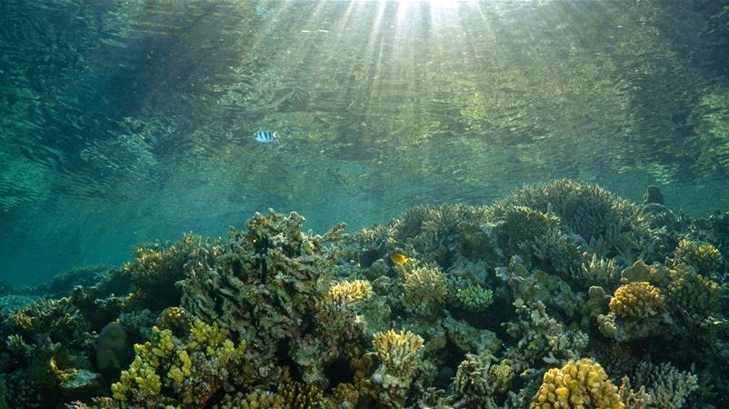 Large areas of cold-water coral reef discovered in Norway: Report