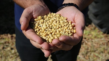 Soybeans have become the new frontier in US-China trade wars