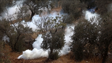 Palestinians document over 150 assaults by illegal Israeli settlers since start of olive harvest season