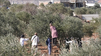 Filistin topraklarını gasbeden İsrailliler, Batı Şeria'da zeytin toplayan Filistinlileri hedef alıyor