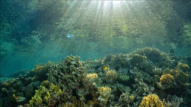 Large areas of cold-water coral reef discovered in Norway: Report
