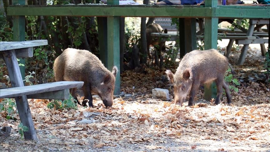 Taïwan impose des mesures sanitaires strictes après l'apparition d'un foyer de peste porcine africaine