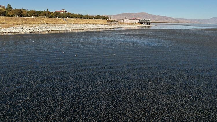 Li hin cihên nêzîkî peravê Gola Wanê kevz çêbû