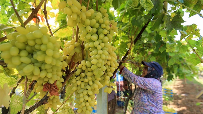 Sofralık üzümün üretim merkezinde verim ve kalite sevinci