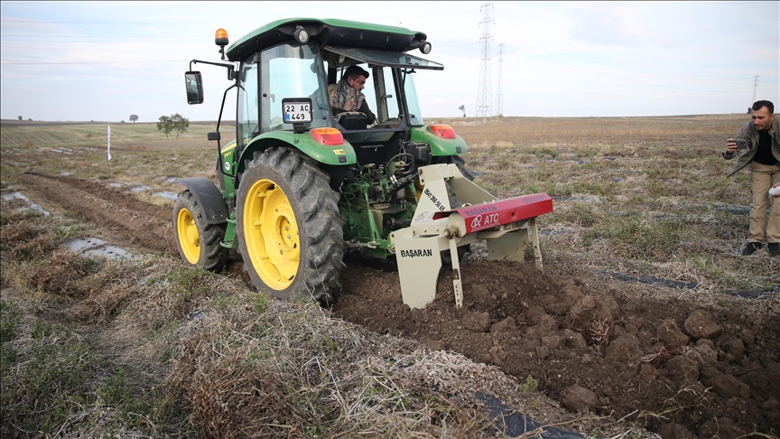 "Efsane renk" Edirne kırmızısının elde edildiği kök boya bitkisinin hasadına başlandı