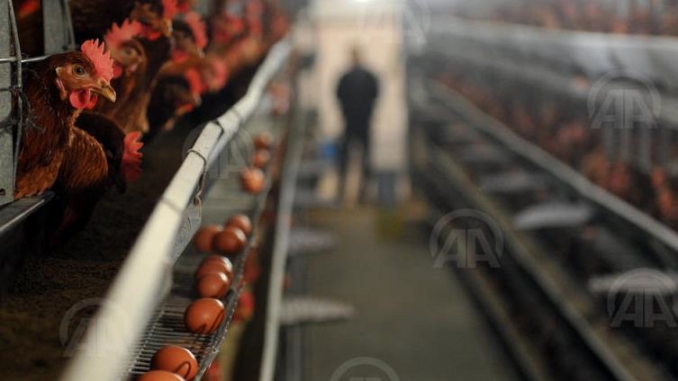 Hong Kong bans imports of poultry products from parts of Denmark, Germany, Belgium
