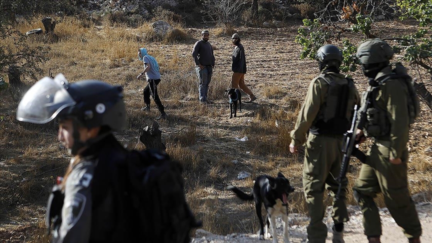 İşgal altındaki Batı Şeria'da Filistinli çiftçilerin zeytin hasadına İsrail engeli sürüyor