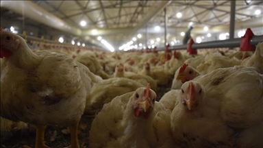 Hong Kongu ndalon importin e produkteve të shpendëve nga disa rajone të Danimarkës, Gjermanisë dhe Belgjikës