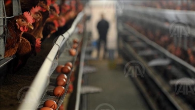 Hong Kong bans imports of poultry products from parts of Denmark, Germany, Belgium