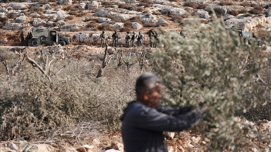Filistinliler, İsrail silahlarının gölgesinde zeytin hasadı yapmaya çalışıyor