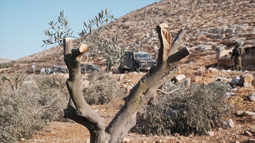 Filistinliler, İsrail silahlarının gölgesinde zeytin hasadı yapmaya çalışıyor
