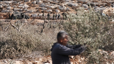 Filistinliler, İsrail silahlarının gölgesinde zeytin hasadı yapmaya çalışıyor