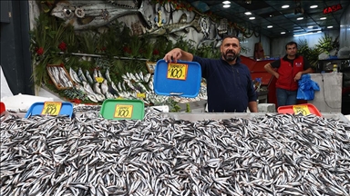 Karadeniz'de hamsi bolluğu tezgahlara yansıdı