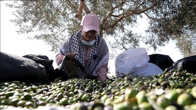 Batı Şeria, zeytin hasadında Filistin topraklarını gasbeden İsraillilerin saldırılarına sahne oluyor