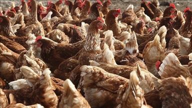 Over 100,000 chickens killed in massive poultry farm blaze in Poland